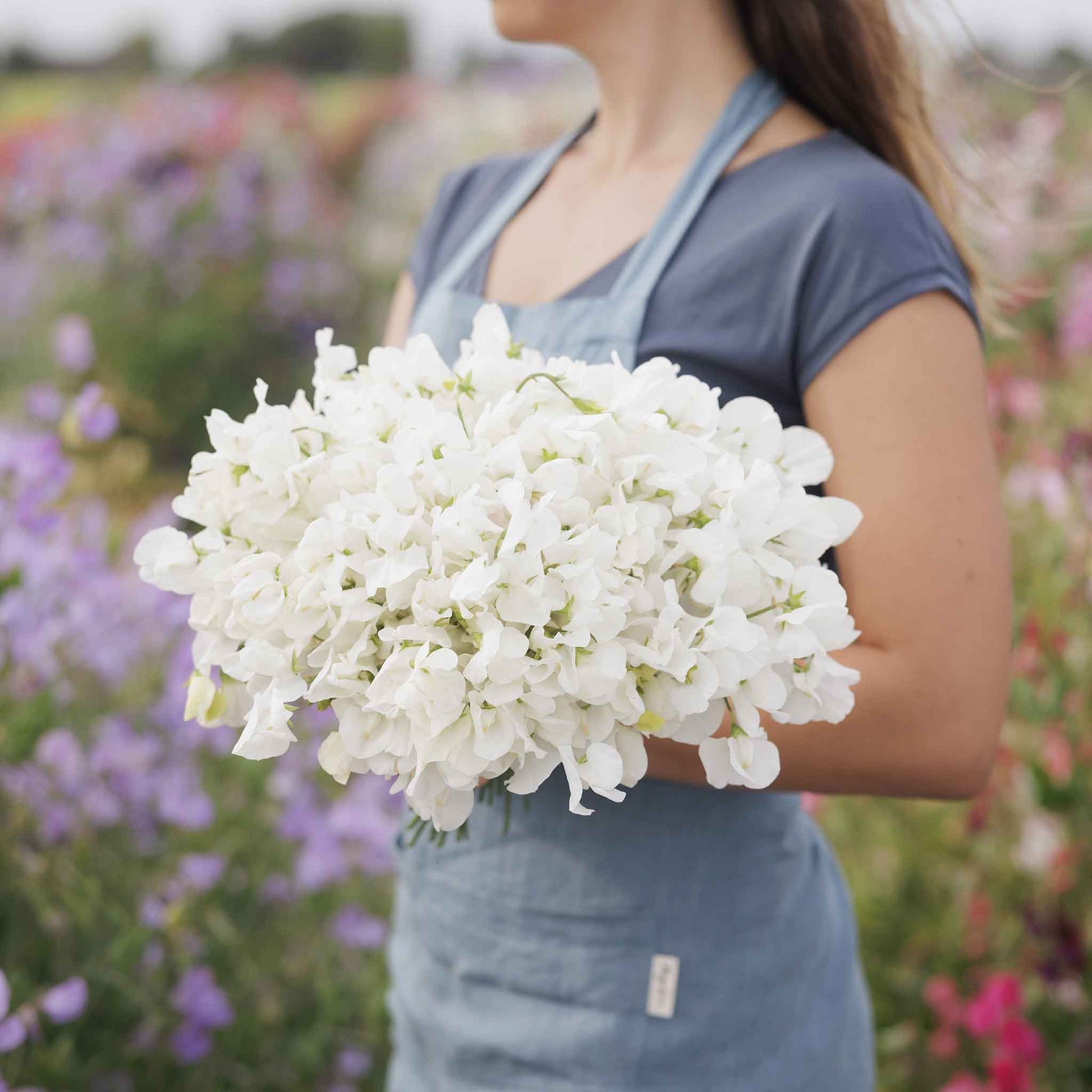 sweet pea royal white