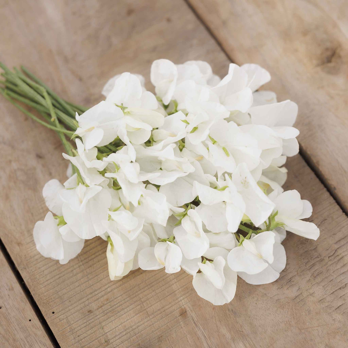 sweet pea royal white