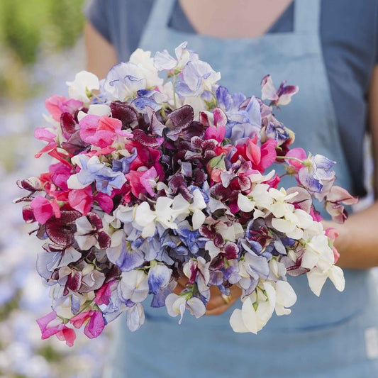 sweet pea streamer mix