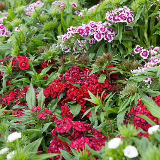 sweet william tall single mix | copyright: Floramedia UK Ltd