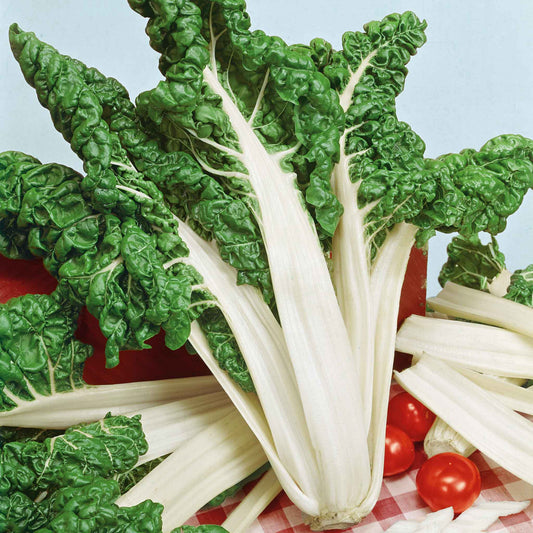 swiss chard fordhook giant