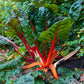 swiss chard organic ruby red