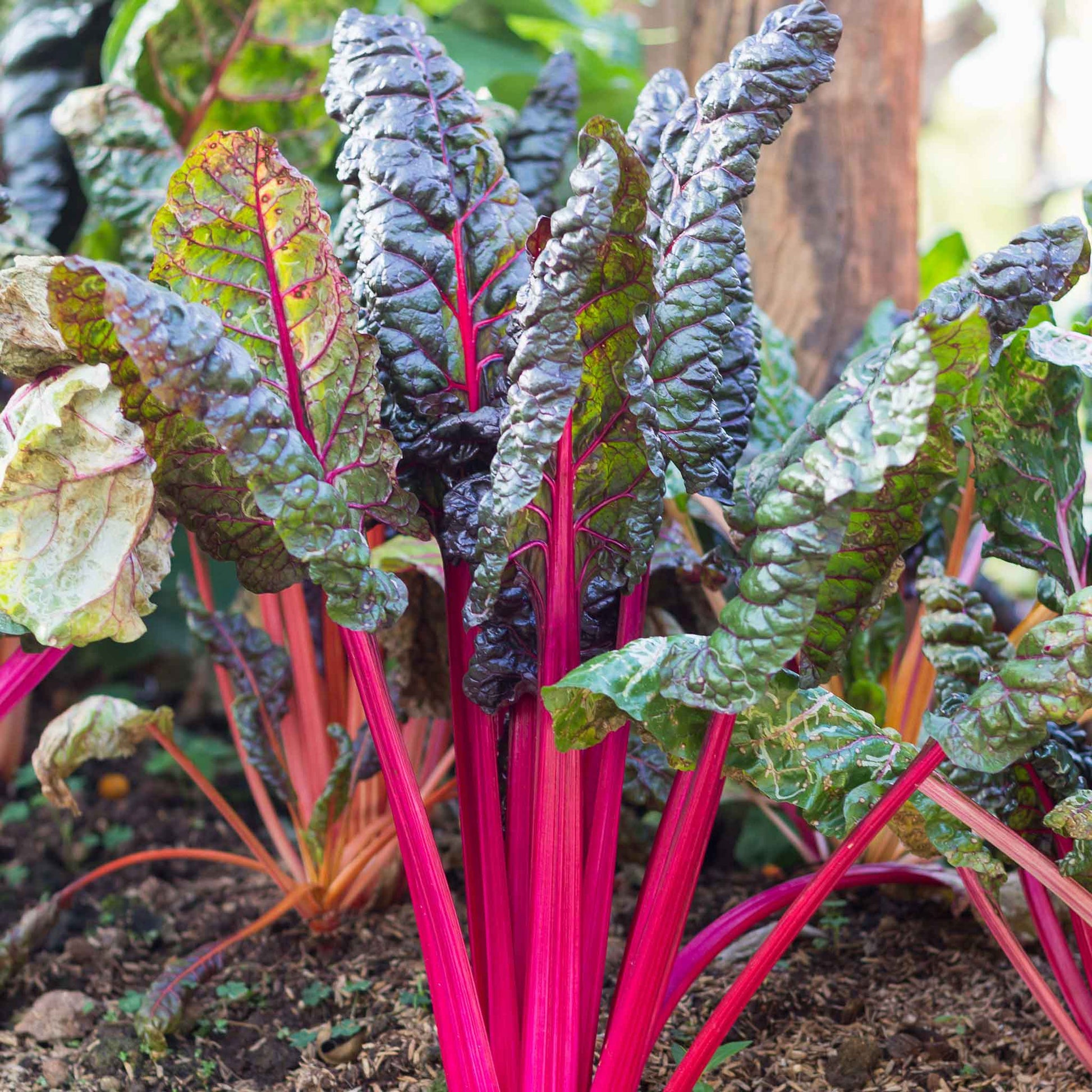 swiss chard pink lipstick