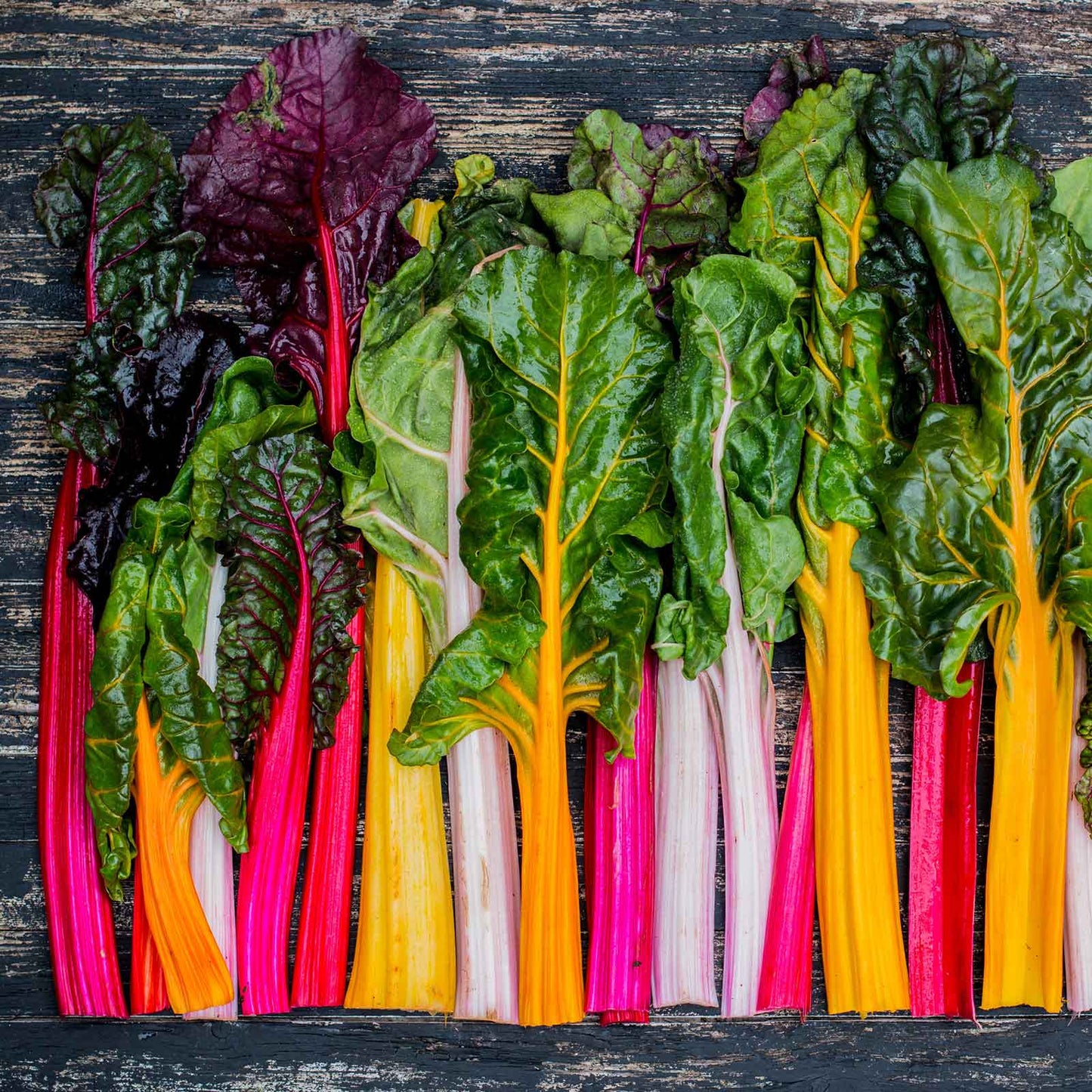 swiss chard rainbow mix