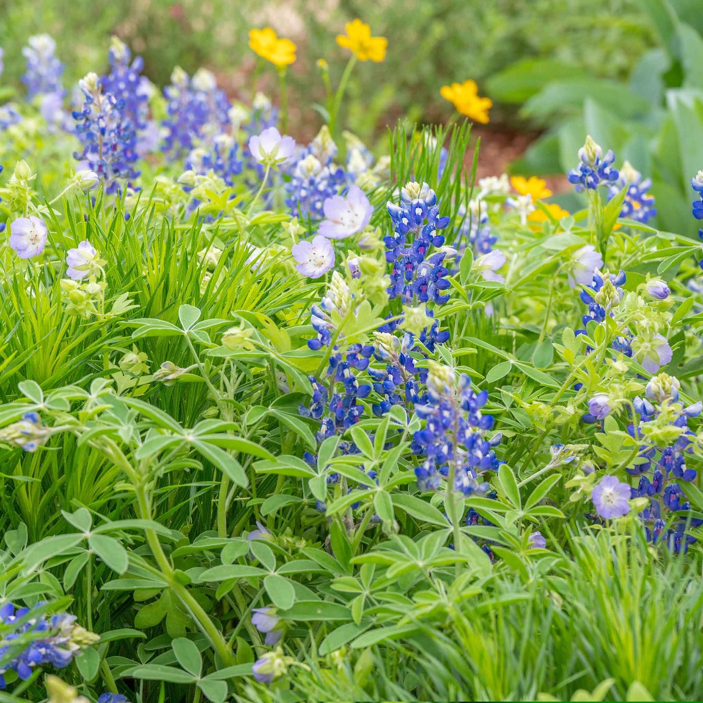 texas bluebonnet