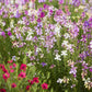 snapdragon toadflax