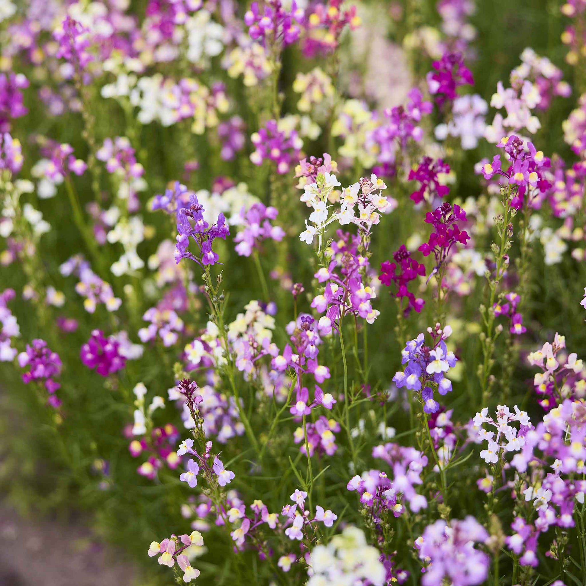 snapdragon toadflax