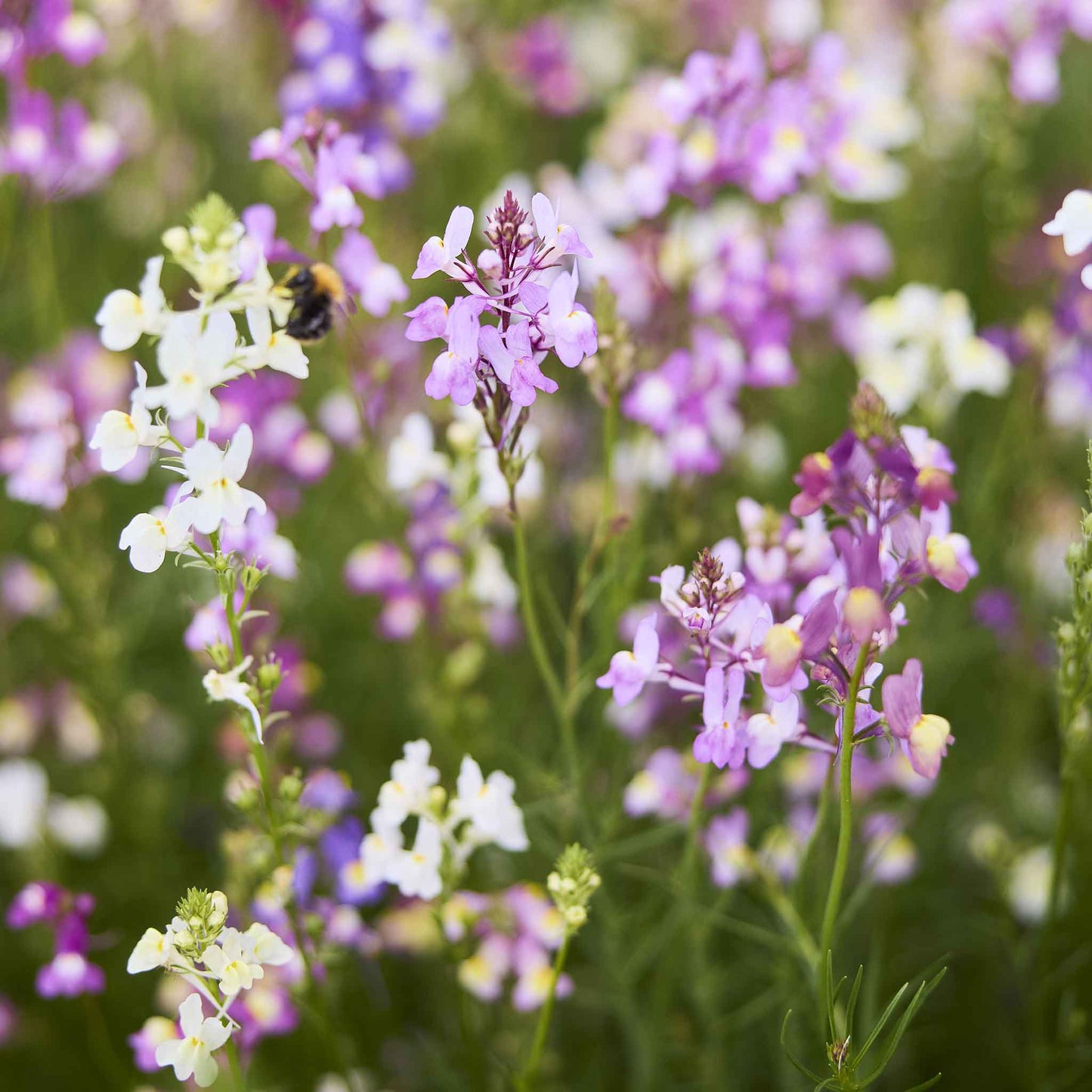 snapdragon toadflax