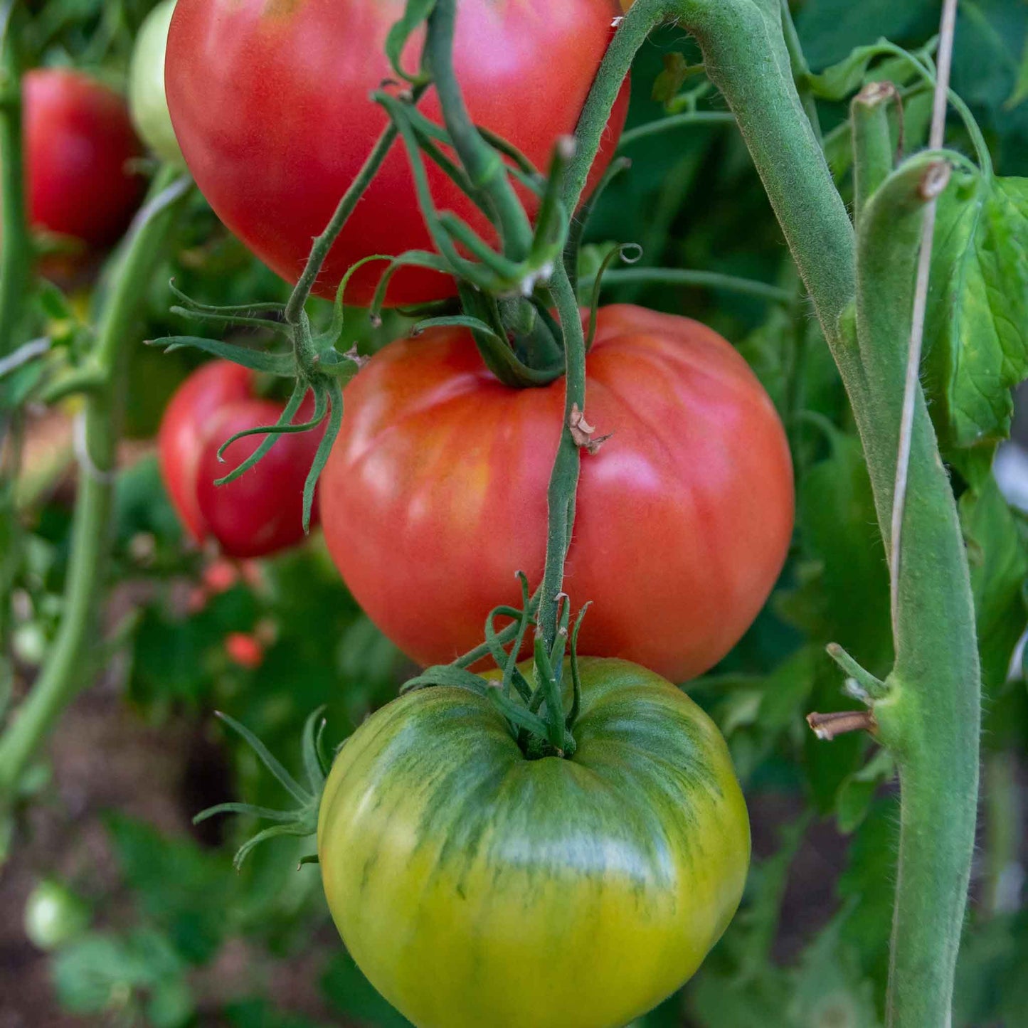 tomato bradley