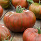 tomato chocolate stripes | copyright: Floramedia UK Ltd