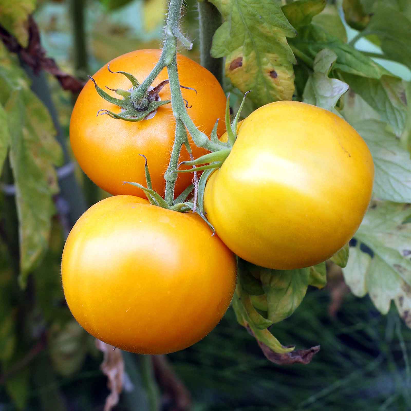 tomato golden jubilee