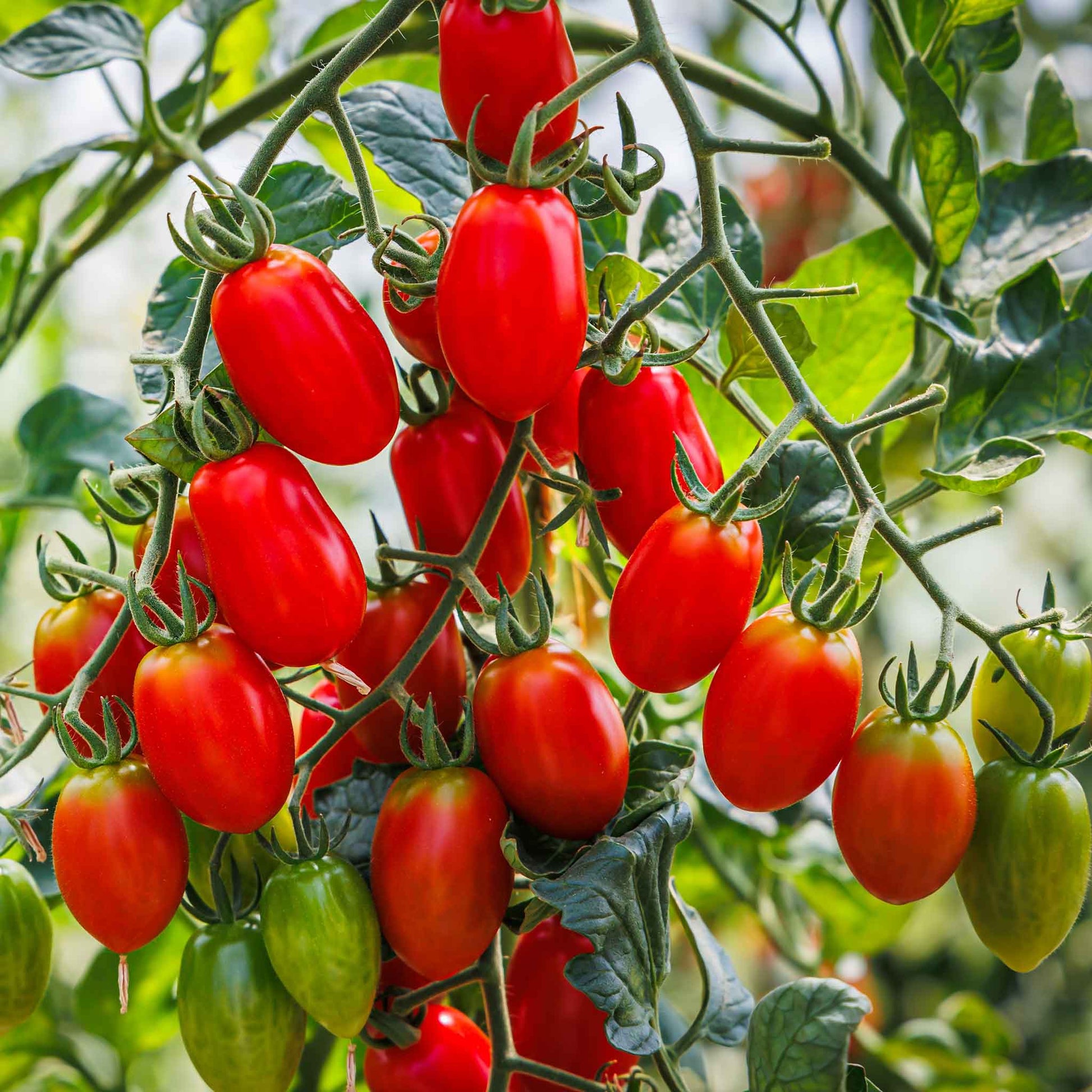 tomato organic roma