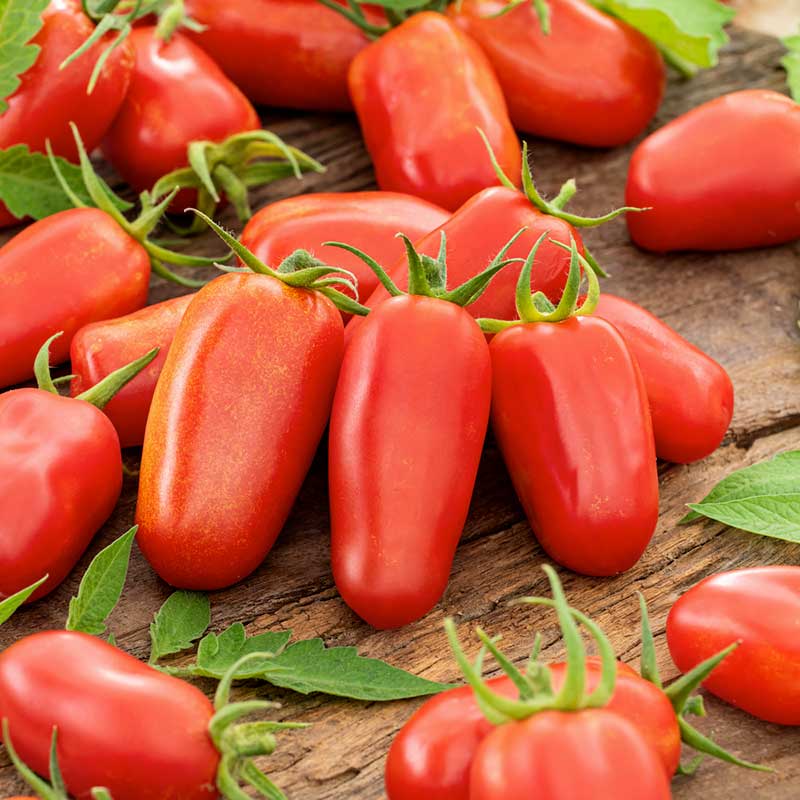 tomato organic san marzano | copyright: Floramedia UK Ltd