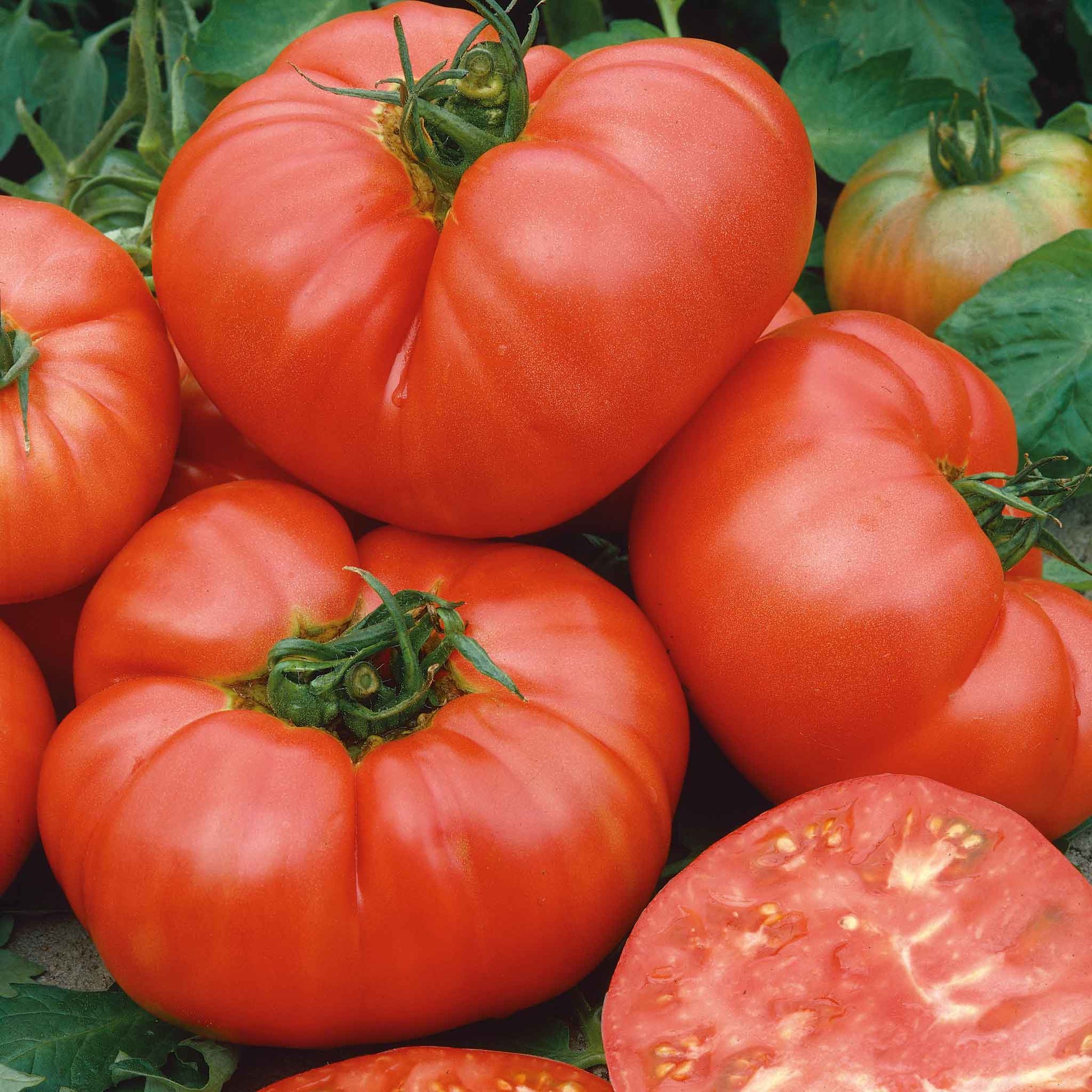 tomato ponderosa pink