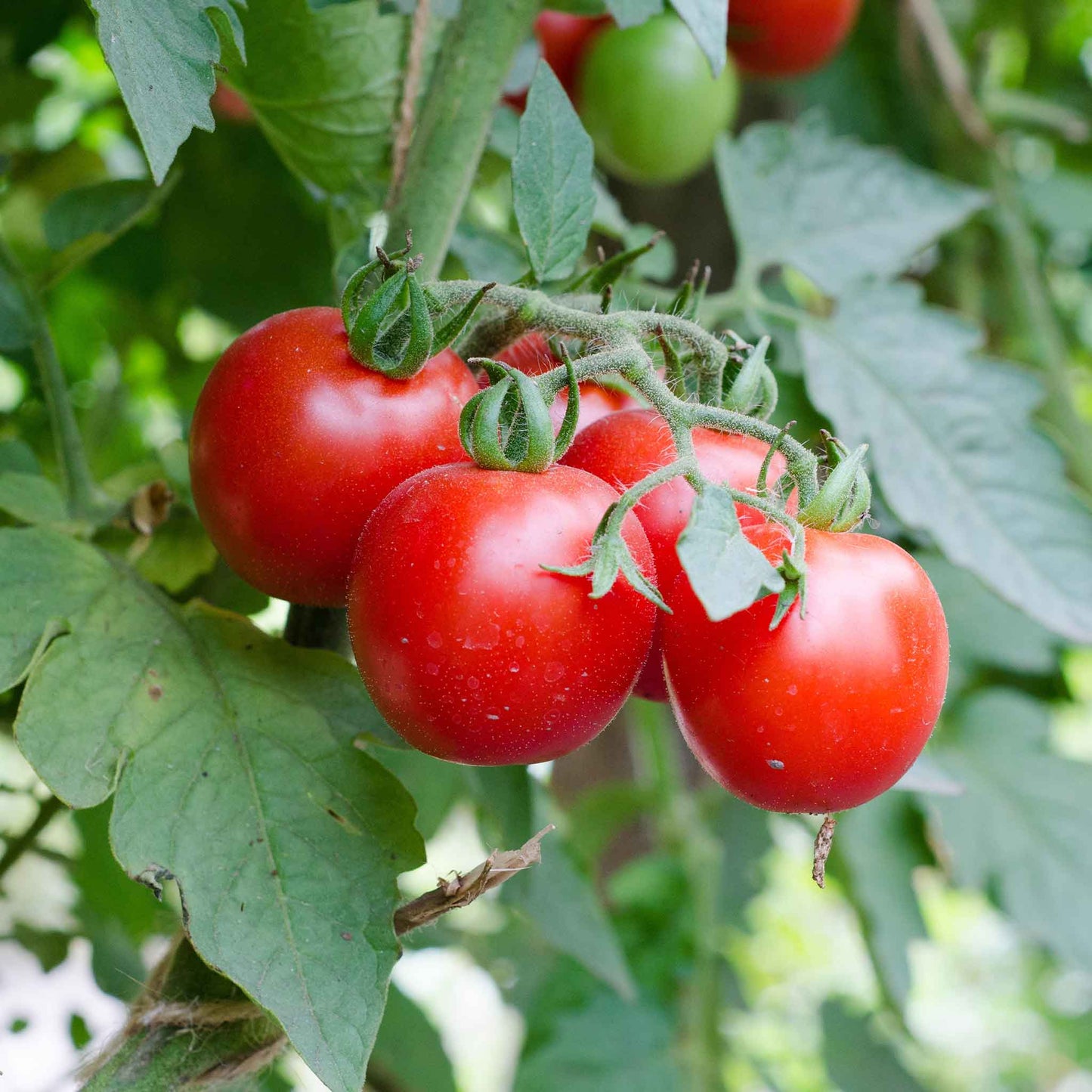 tomato large red cherry