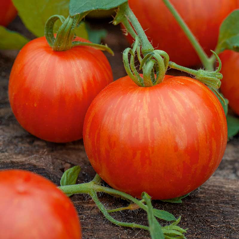 tomato tigerella | copyright: Floramedia UK Ltd