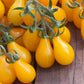 tomato yellow pear | copyright: Floramedia UK Ltd