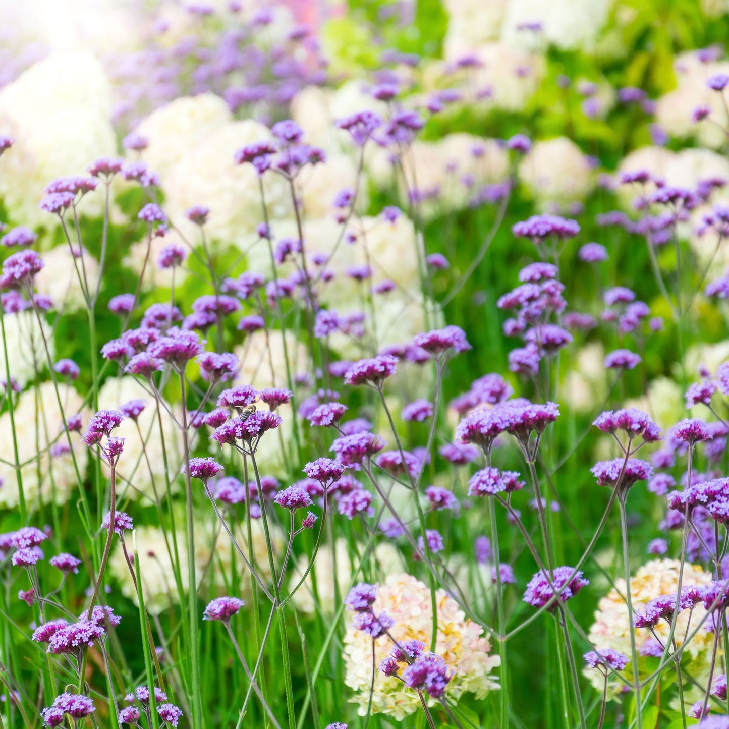 verbena purpletop