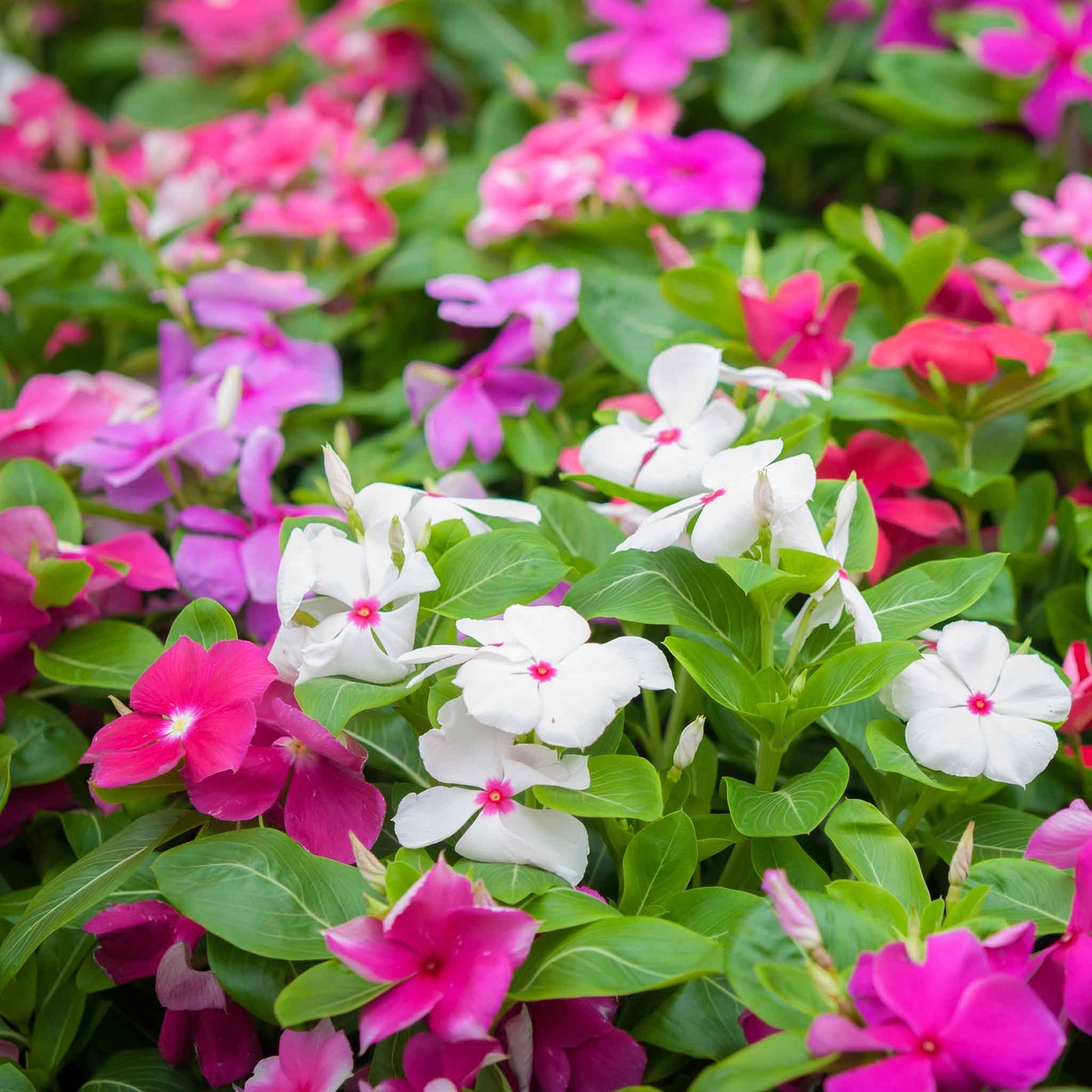 vinca tall mix