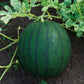 watermelon florida giant