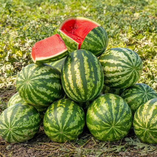 watermelon klondike blue ribbon striped