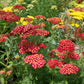 yarrow red