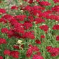 yarrow red