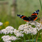 yarrow white