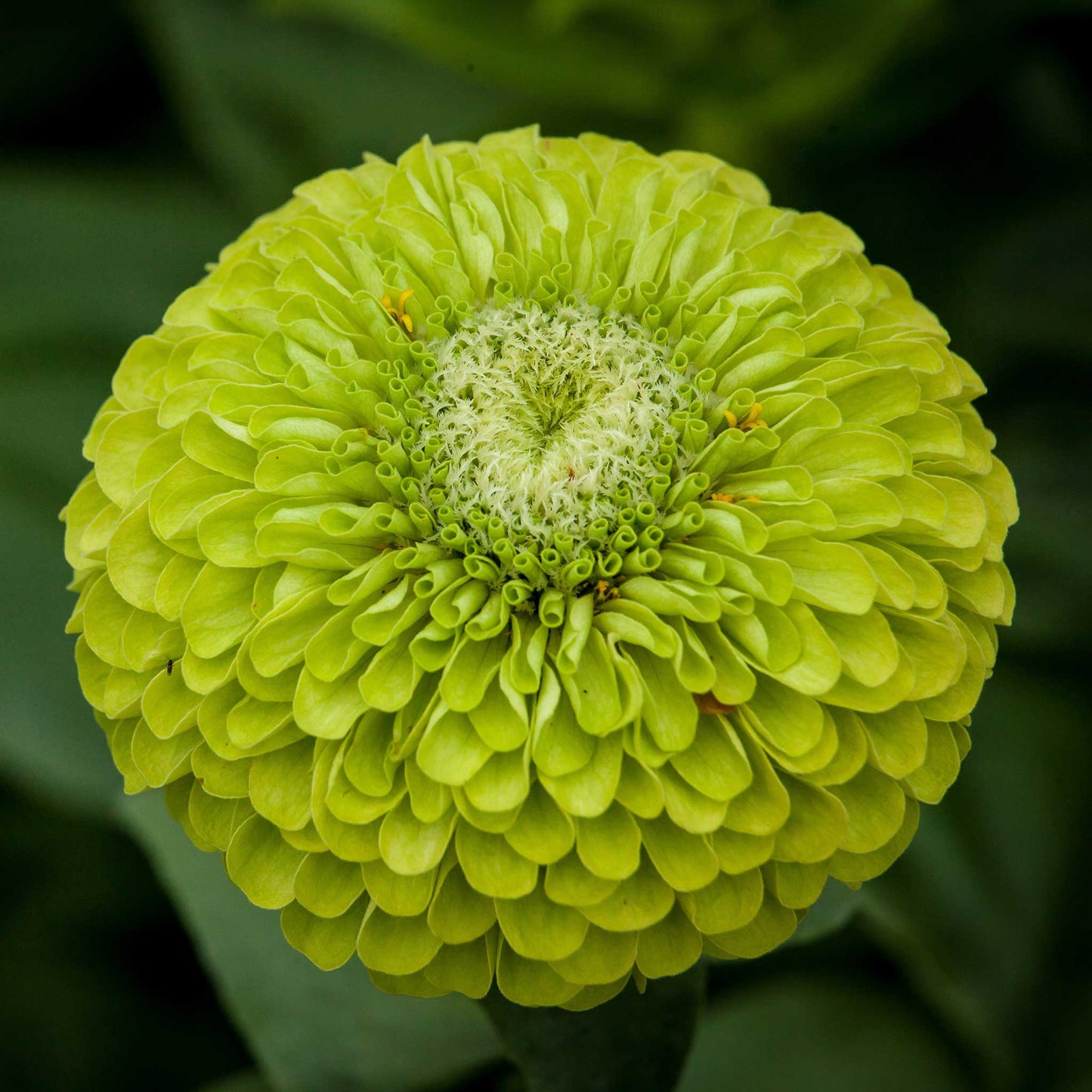 zinnia benary giant lime