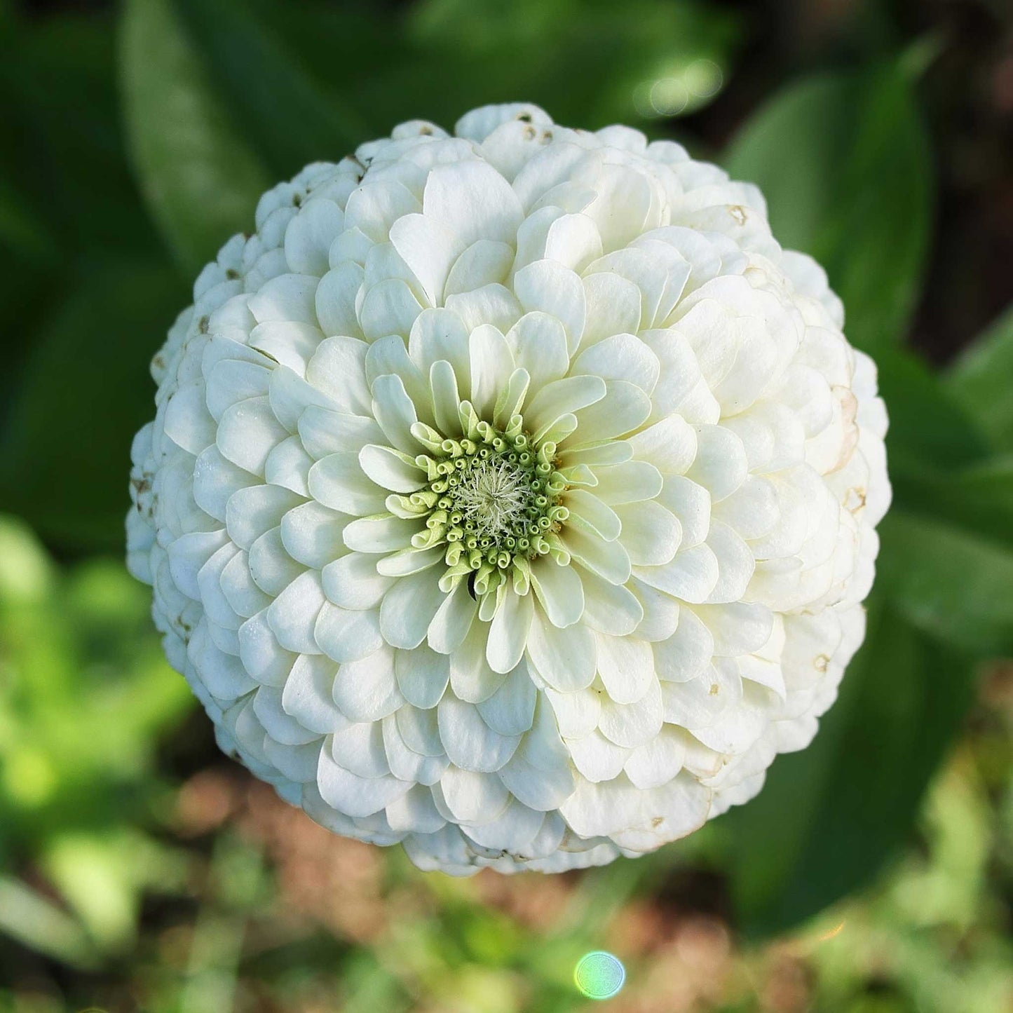 zinnia benary giant white