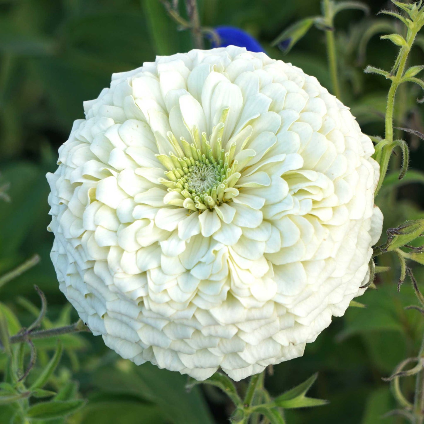 zinnia benary giant white