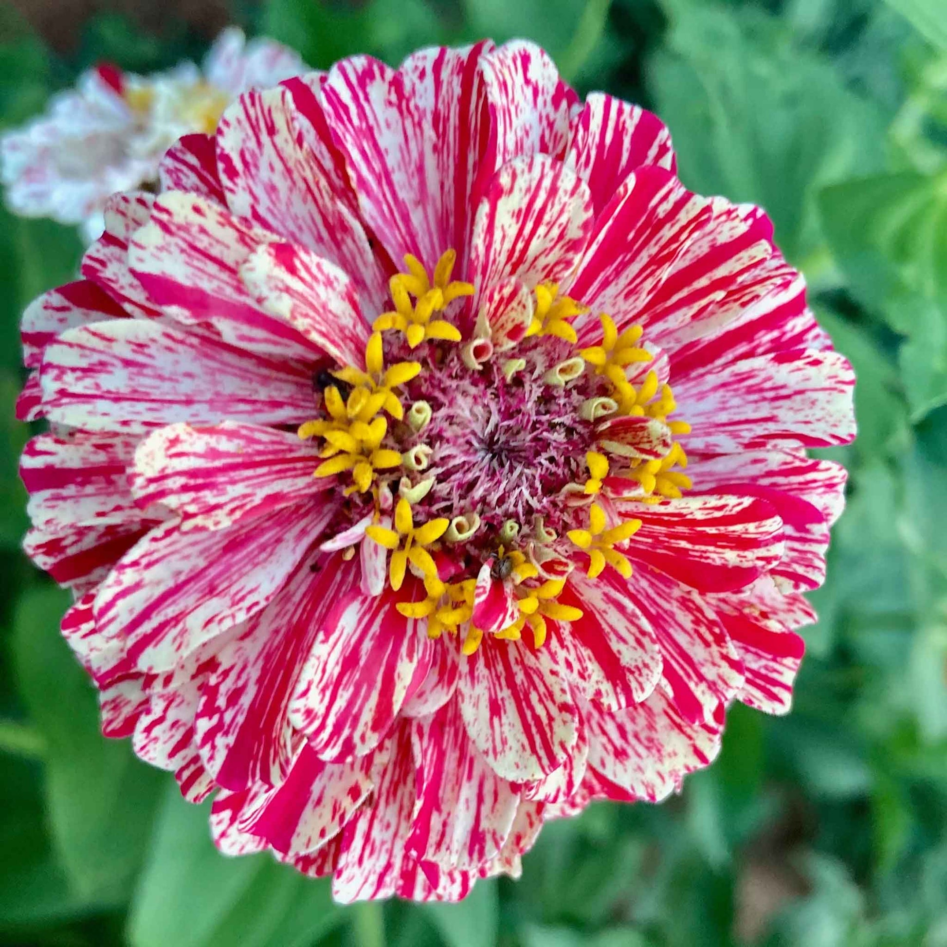 zinnia bon bon mix