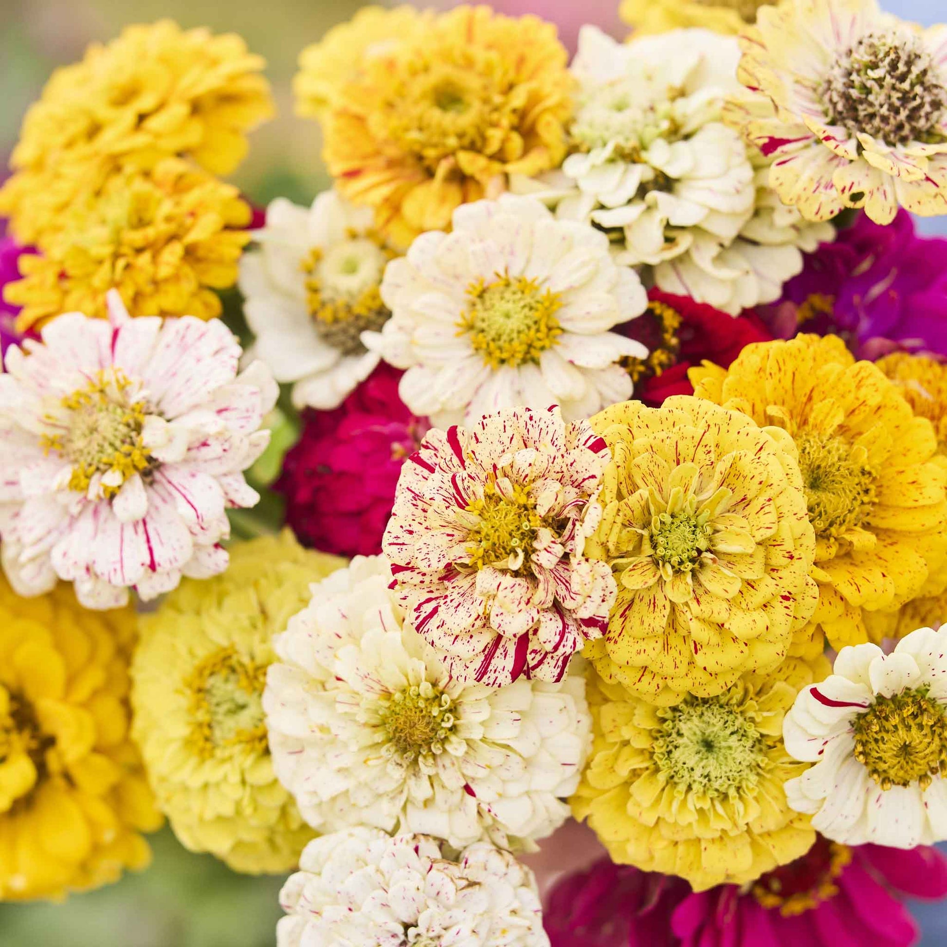 zinnia candy stripe