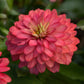 zinnia zahara salmon