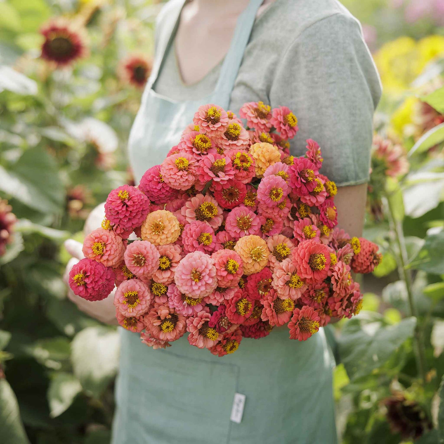 zinnia lilliput salmon