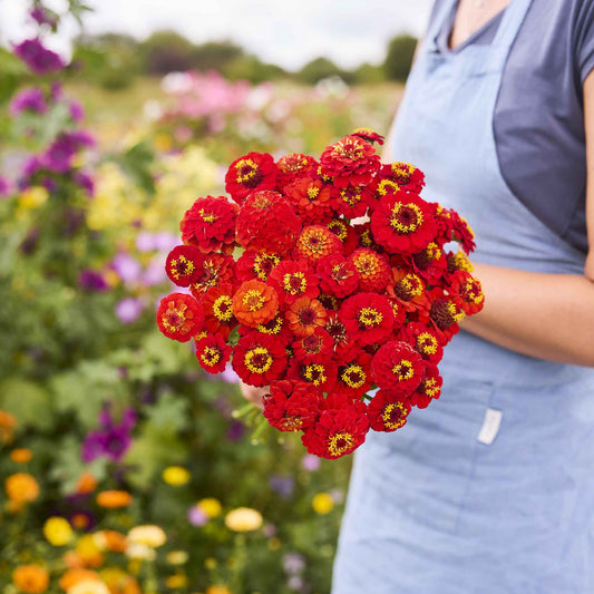 zinnia lilliput scarlet