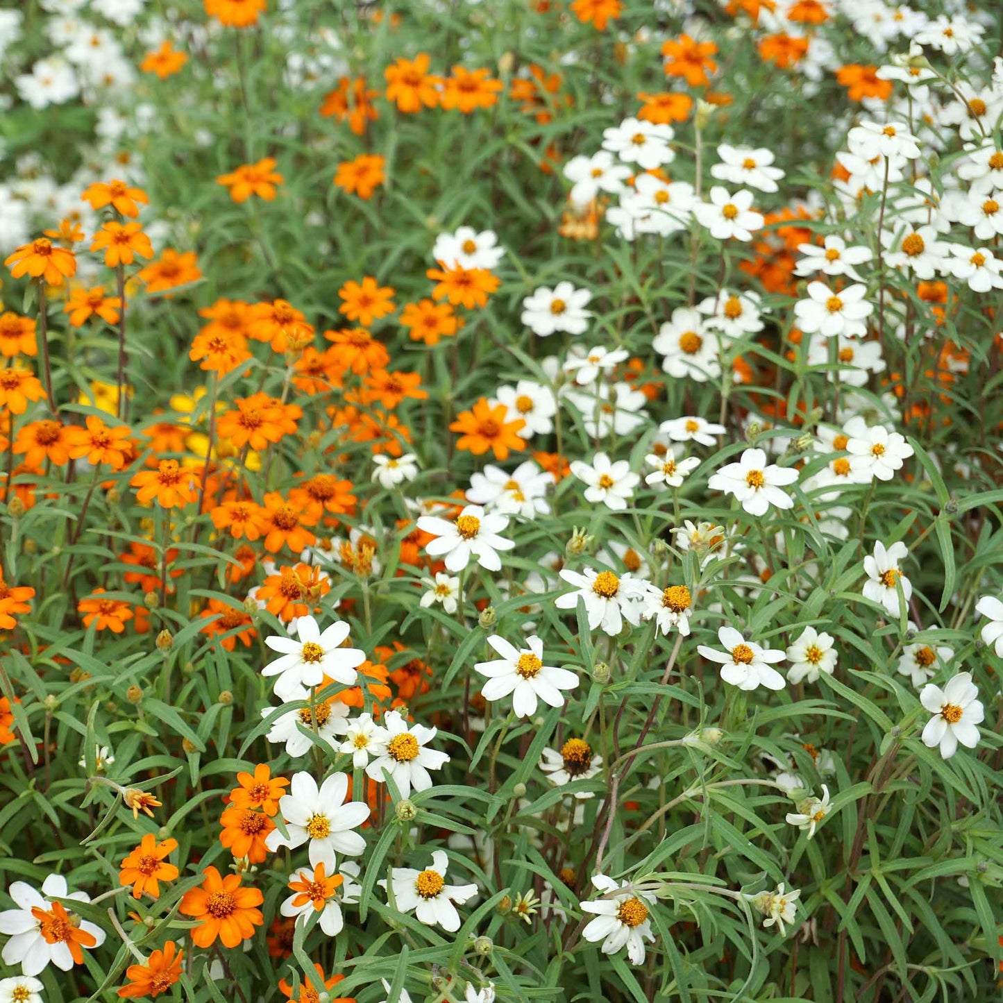 zinnia linearis mix