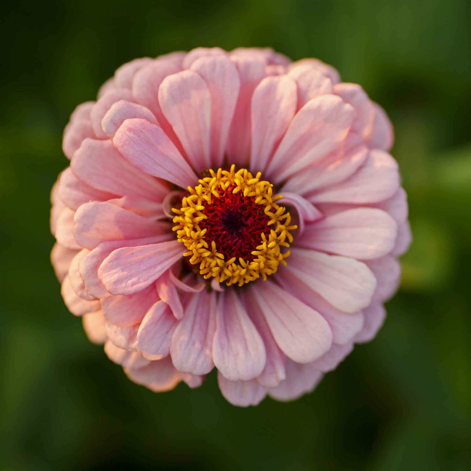 miss willmott zinnia