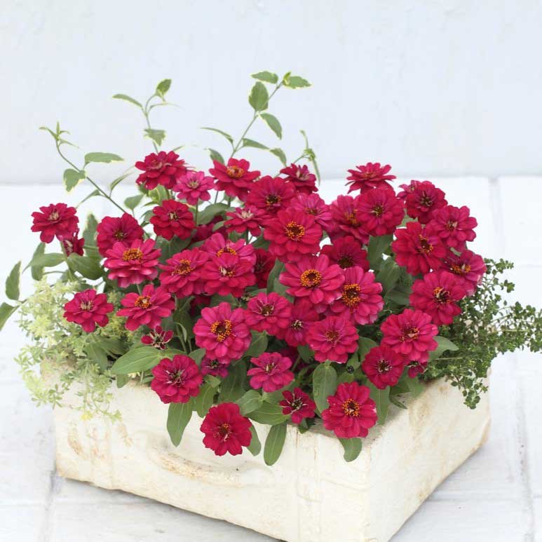 zinnia profusion double hot cherry