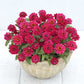 zinnia profusion double hot cherry