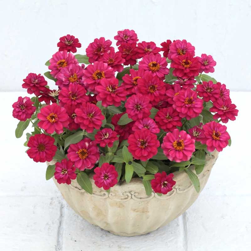 zinnia profusion double hot cherry