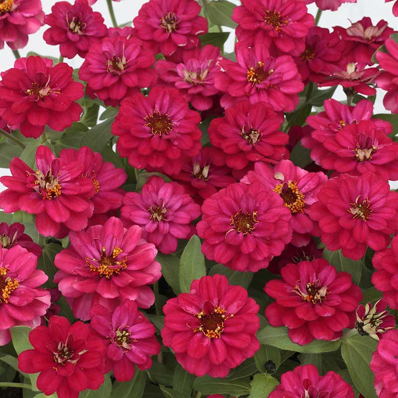 zinnia profusion double hot cherry