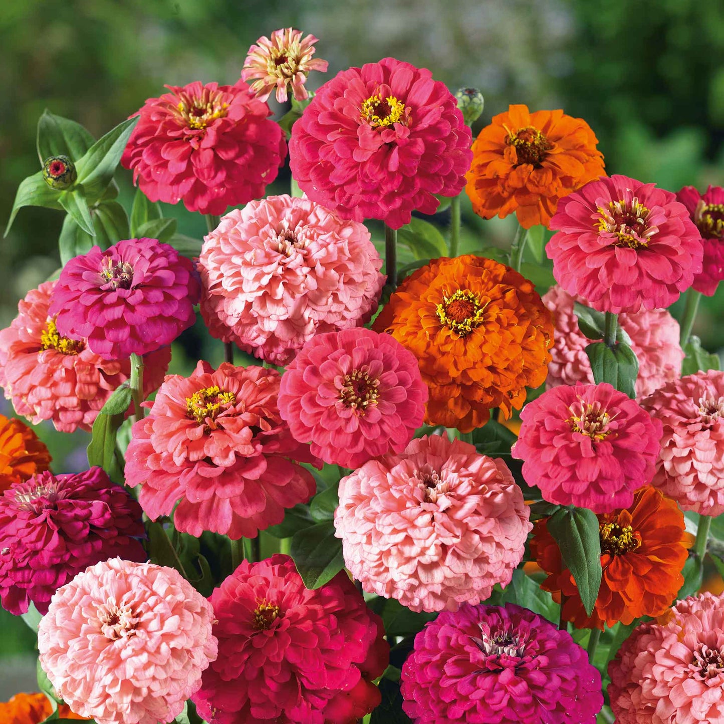 zinnia pulcino mix