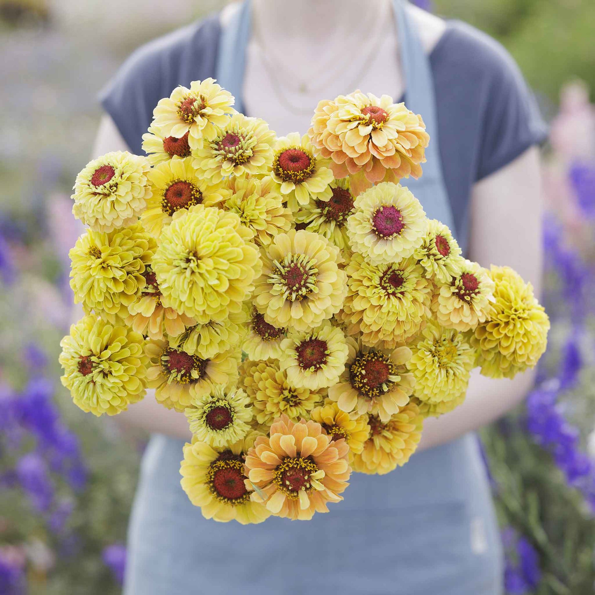 zinnia queeny lemon peach