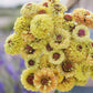 Bulk Zinnia Seeds - Queeny Lemon Peach