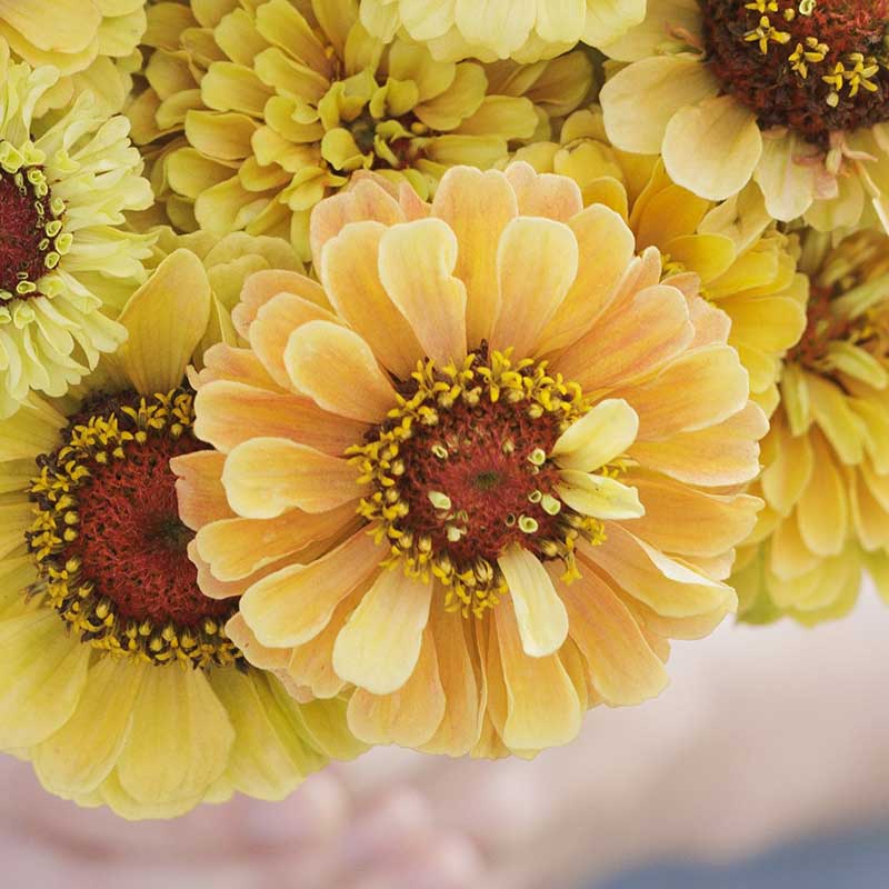 Bulk Zinnia Seeds - Queeny Lemon Peach