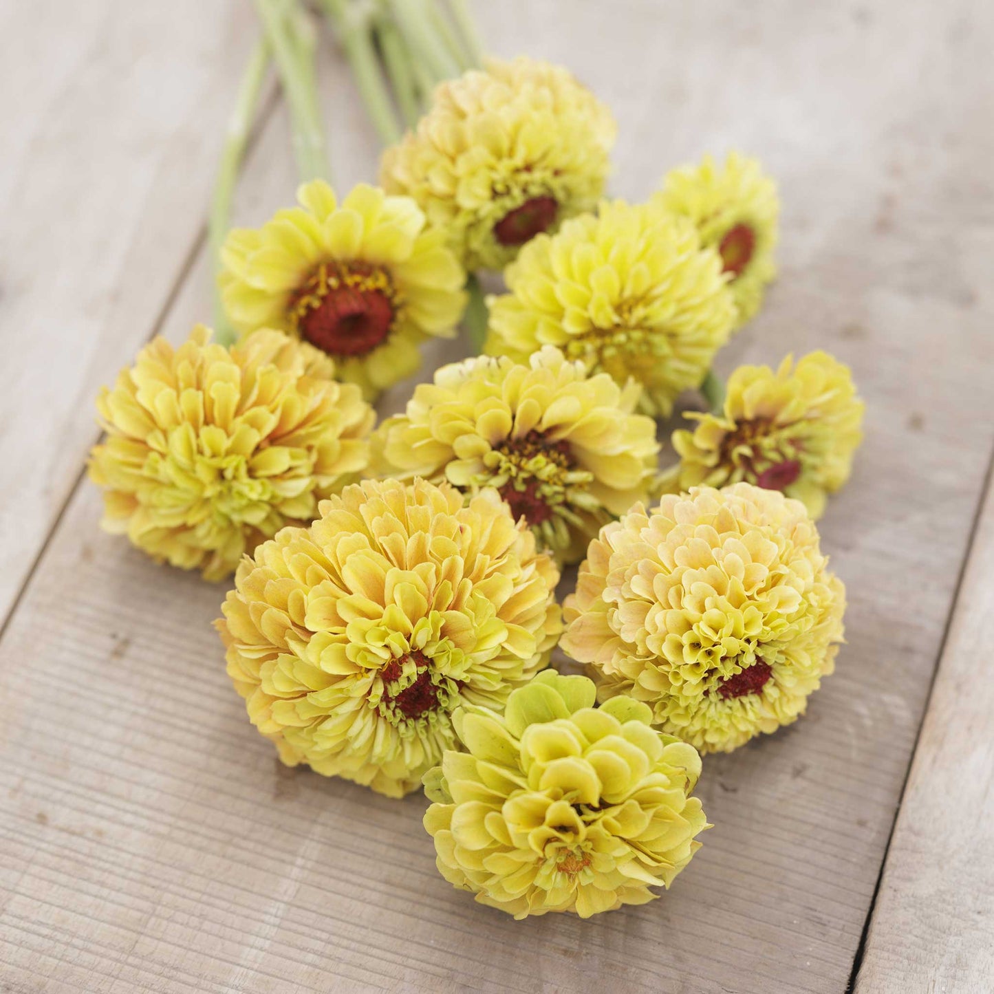 Bulk Zinnia Seeds - Queeny Lemon Peach