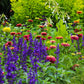 zinnia queeny lime mix