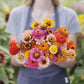 zinnia scabiosa flowered mix