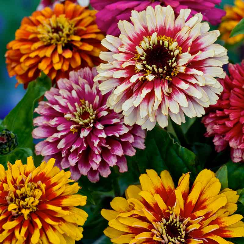 zinnia swirls mix | copyright: Floramedia UK Ltd